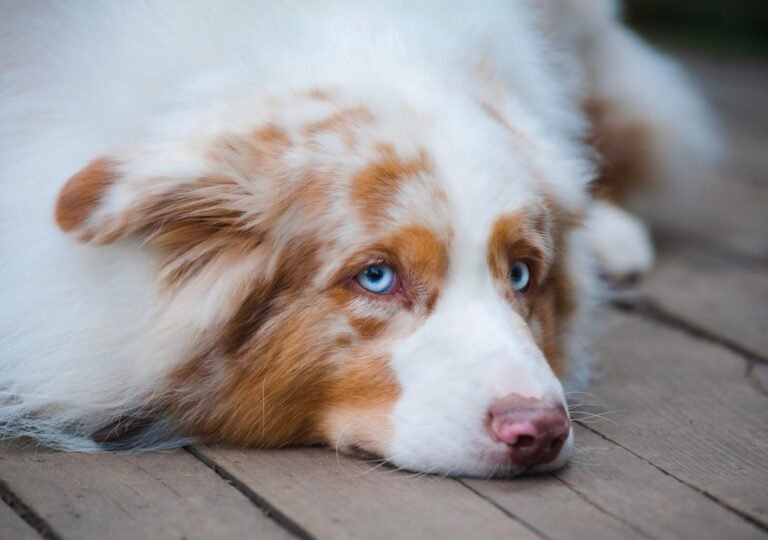 Lenke til artikkel om Styrker hundenes rettssikkerhet med ny hundelov Lenke til artikkel om Styrker hundenes rettssikkerhet med ny hundelov