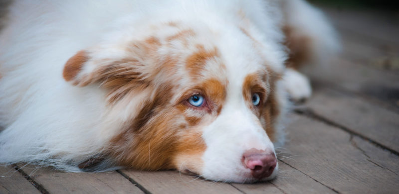 Bilde av en trist hund Bilde av en trist hund