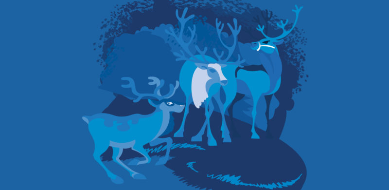 Tre reinsdyr. Blåtoner. illustrasjon